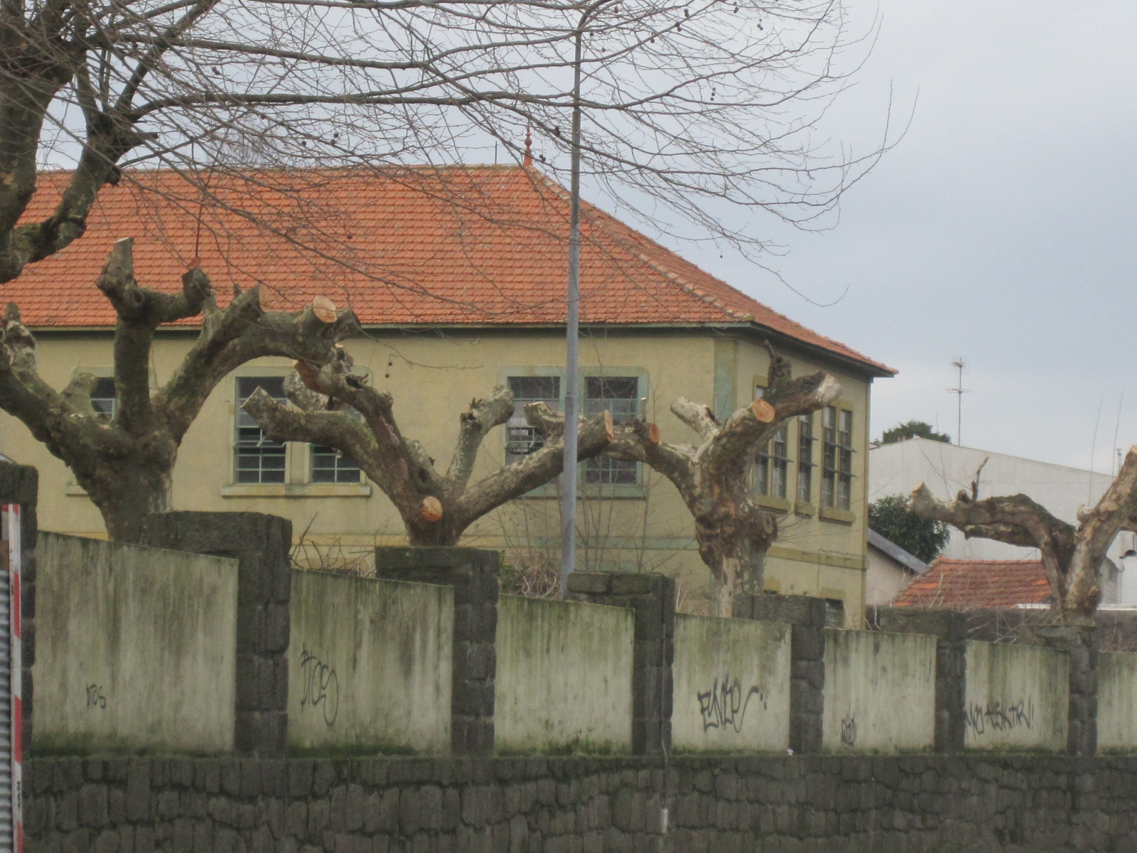 Mais uma poda bruta e drástica na Rua do Vale Formoso