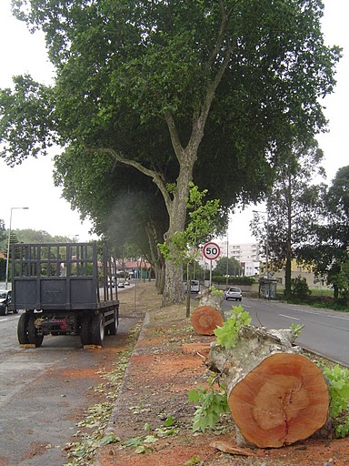 Corte de Árvores na Circunvalação – resposta da C.M. Porto