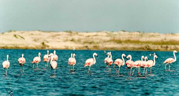 Visita à Reserva Natural das Dunas de S. Jacinto