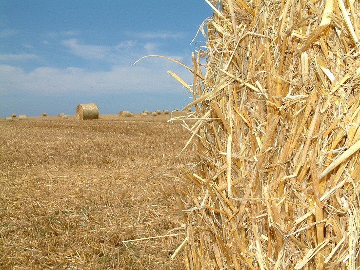 Fardos de palha