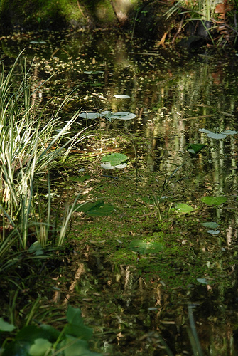 Visita aos jardins da Quinta de Villar d’Allen