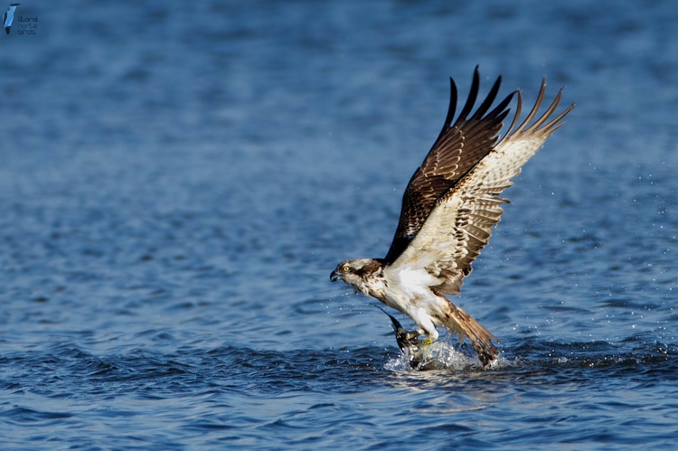 Visita e observação de aves do estuário do Cávado: Nova data – 8 novembro 2014