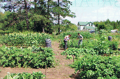 Horta-jardim de uma família que vive fora da rede elétrica e se autoabastece em grande parte, quer na alimentação quer na energia. In The Mother Earth News, N.º 266, pág. 29