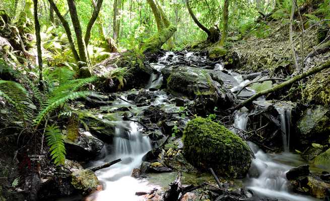 Mata da Margaraça e Serra do Açor