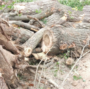 Eis os restos mortais da árvore abatida na futura avenida Broadway, em Matosinhos. Maus auspícios para tão famoso nome!