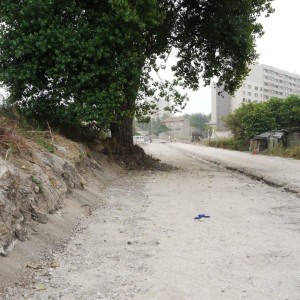 Árvore na Broadway. Matosinhos, rua Brito e Cunha, parte sul.