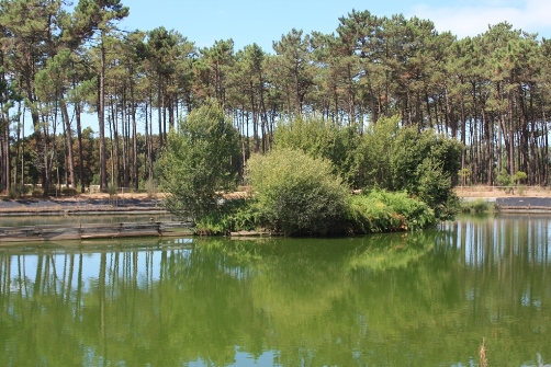 Um aspeto do Parque do Buçaquinho, perto de Cortegaça, no concelho de Ovar.