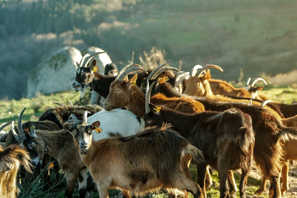 Território Com Vida: os pequenos ruminantes ajudam a combater os fogos nas matas.