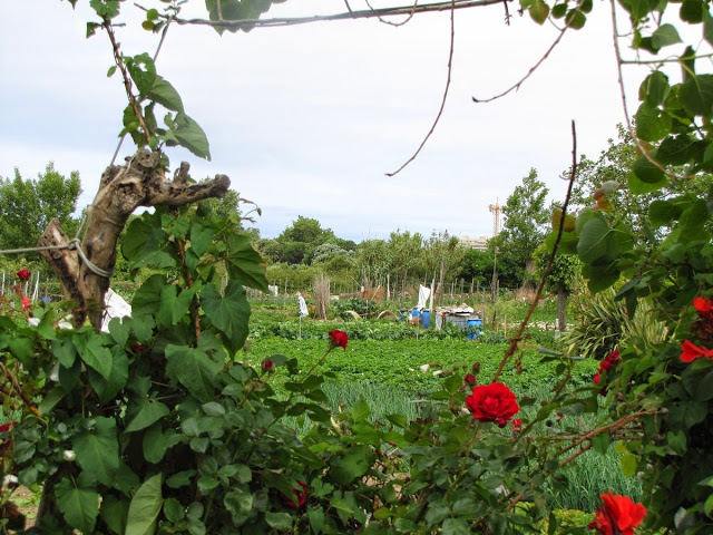 Paralelamente ao Parque da Cidade (Ocidental), esta vista dos terrenos da UOPG de Nevogilde. Quando estamos perante as últimas e escassas zonas livres de urbanização, a ideia de que «fazer cidade» é ocupar com urbanizações todos os espaços ainda livres é um sintoma da patologia do congestionamento urbano moderno tão certeiramente denunciada pelo grande sociólogo, historiador e urbanista Lewis Mumford, no seu clássico livro A Cultura das Cidades.