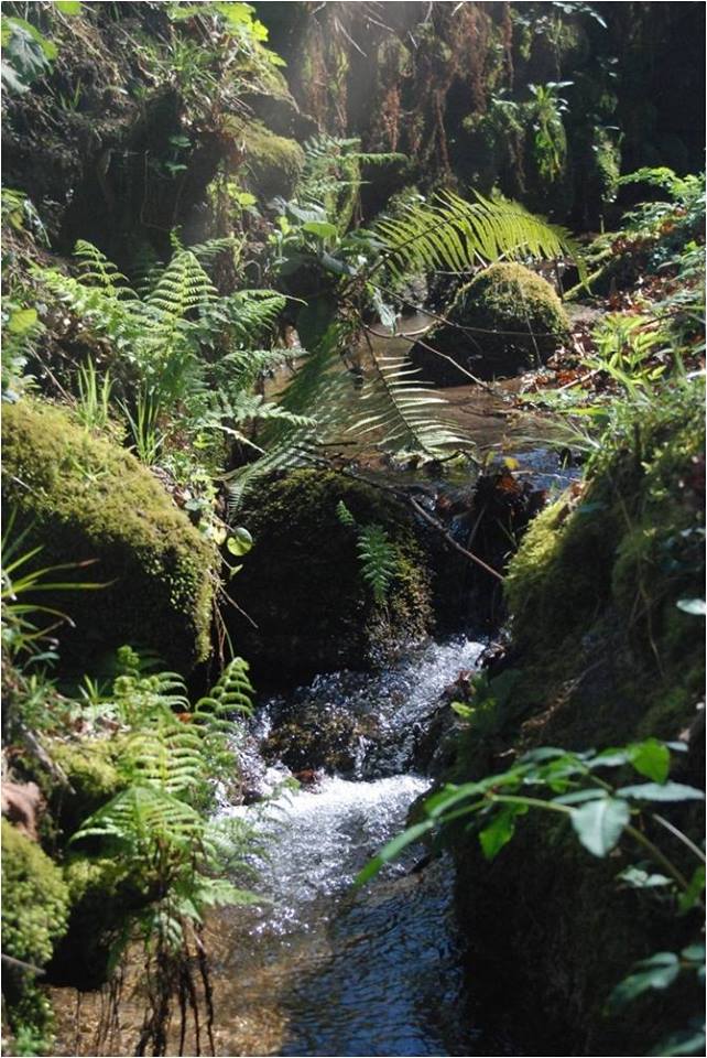 Uma pequena cascata que faz o encanto do local.