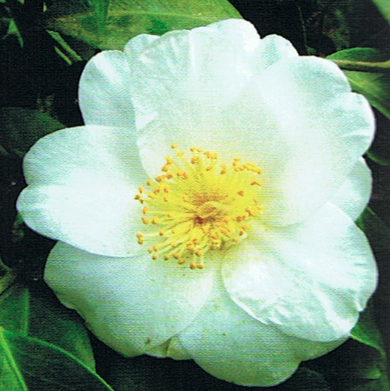 camelia-branca