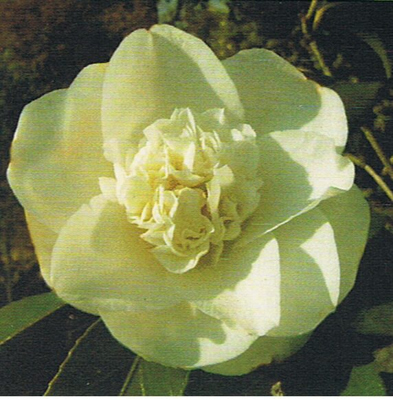 camelia-cha