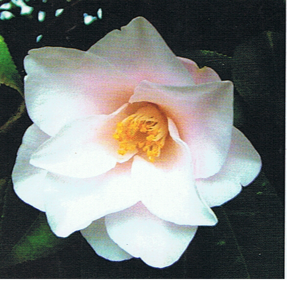 camelia-nenufar