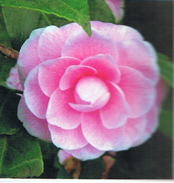 camelia-rosa-1