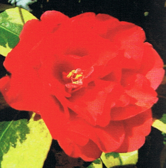 camelia-rubra