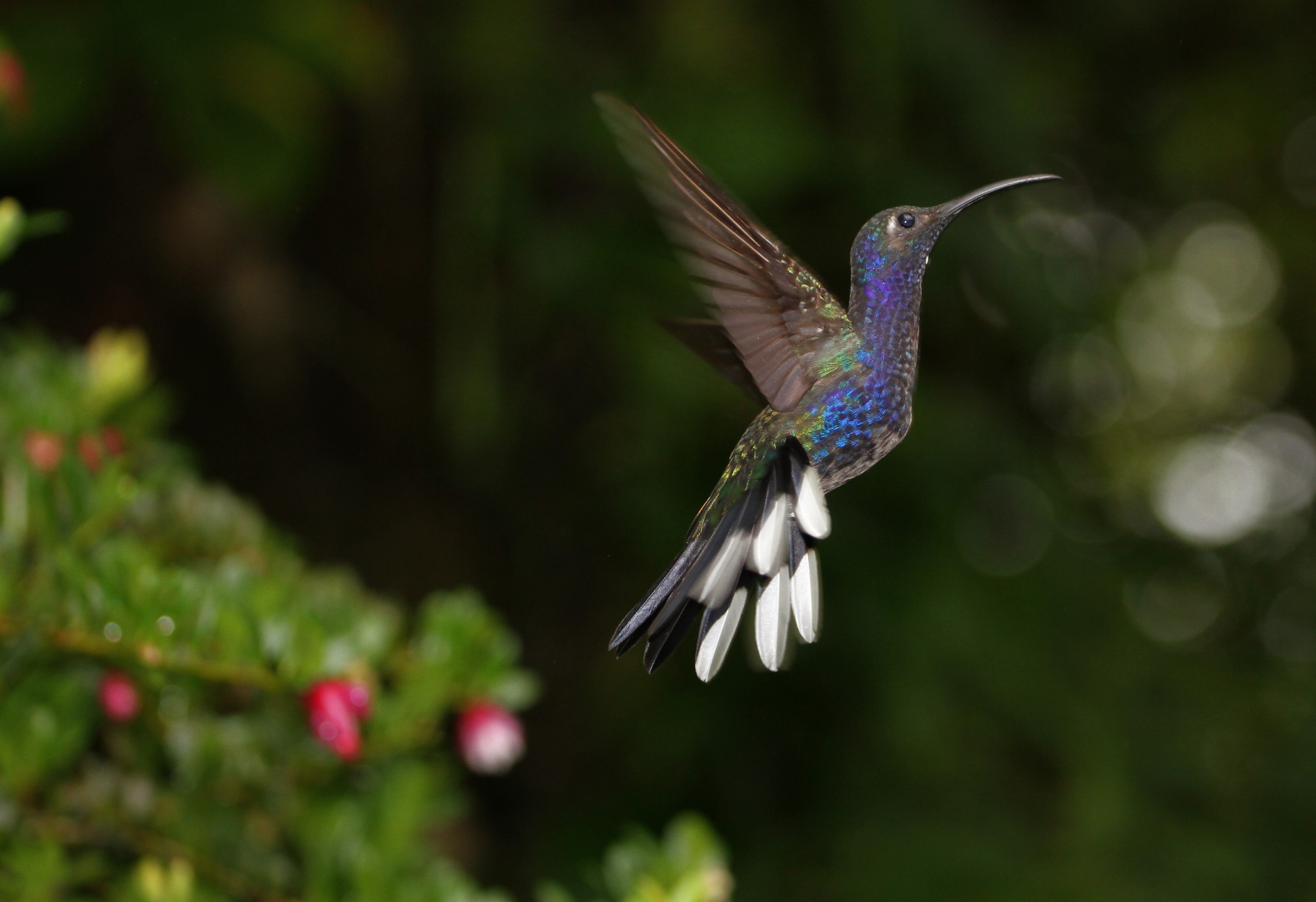 Biodiversidade na Varanda: contributo ao Dia  da Ecologia, 14 de setembro