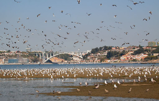 Nova agressão à escarpa do Douro no Porto