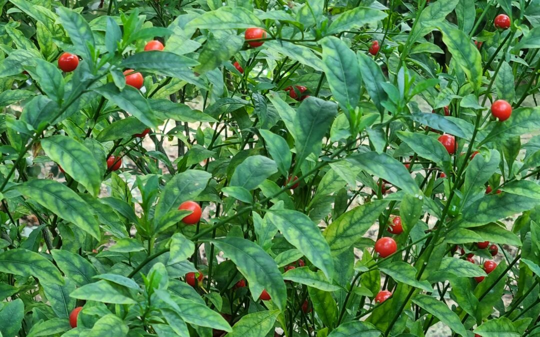 Que ambiente? Que Urbanismo? Que cidade queremos?