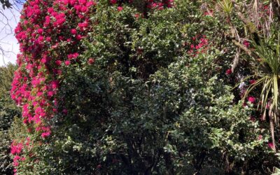 Nevogilde: Contributos para Um Urbanismo de Qualidade